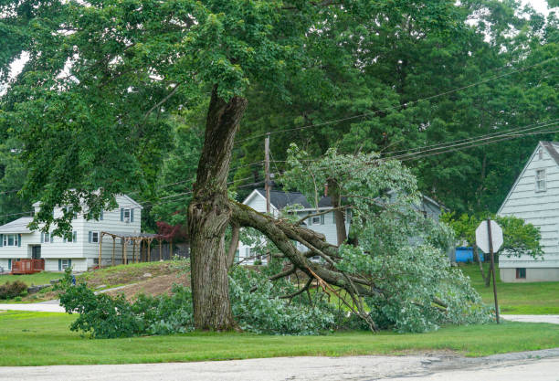 How Our Tree Care Process Works  in  Rawlins, WY